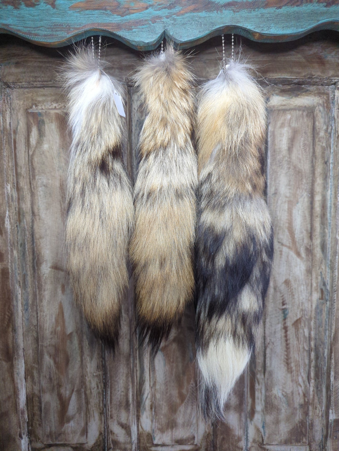 Coyote Tail