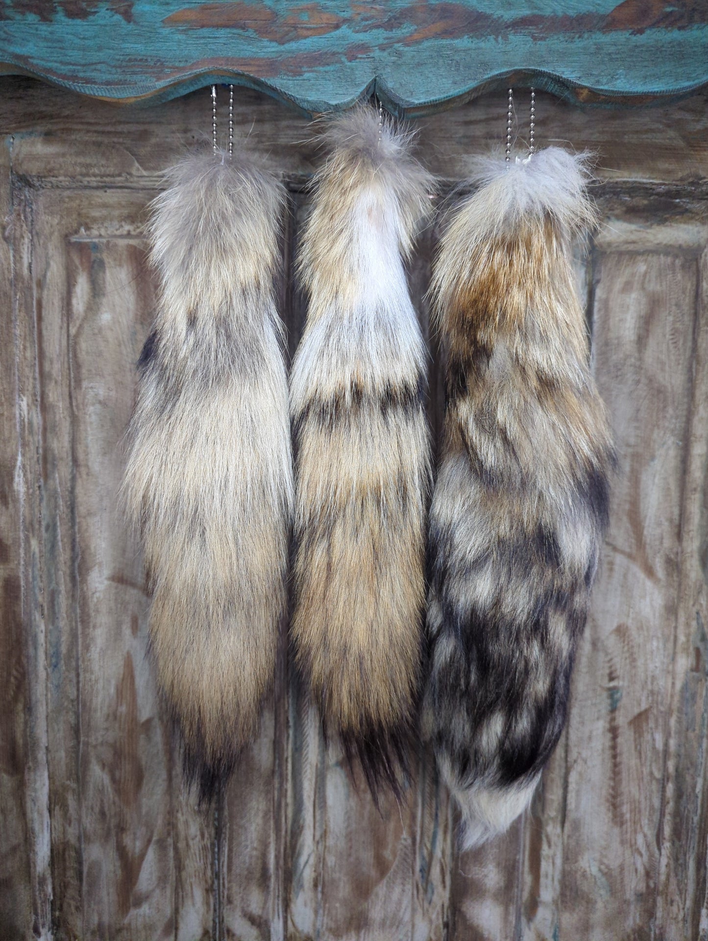 Coyote Tail