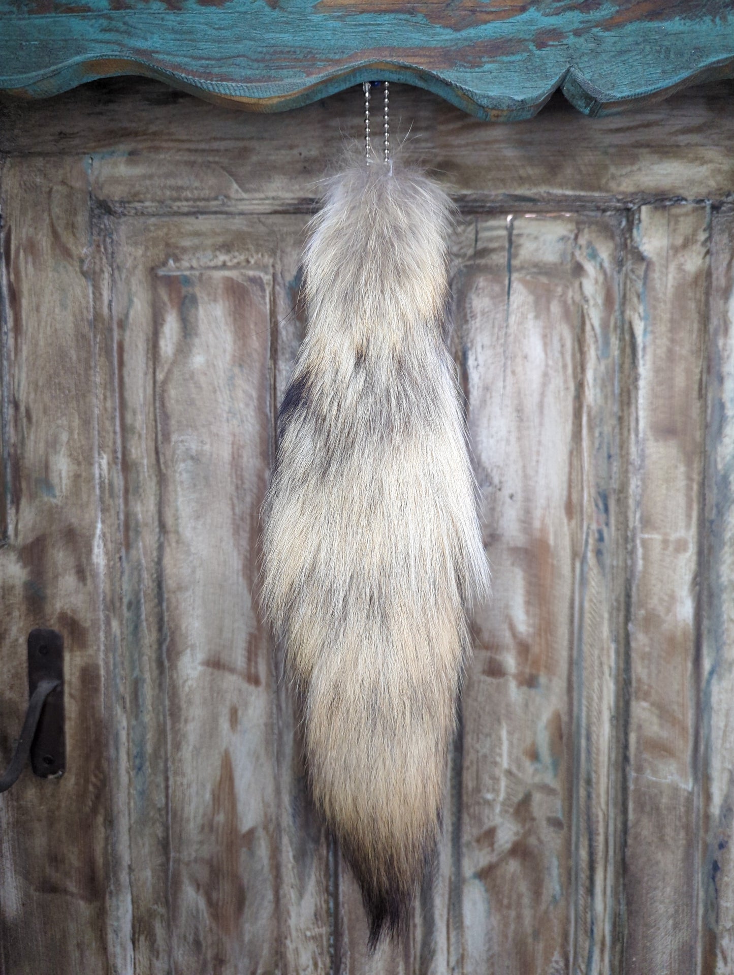 Coyote Tail