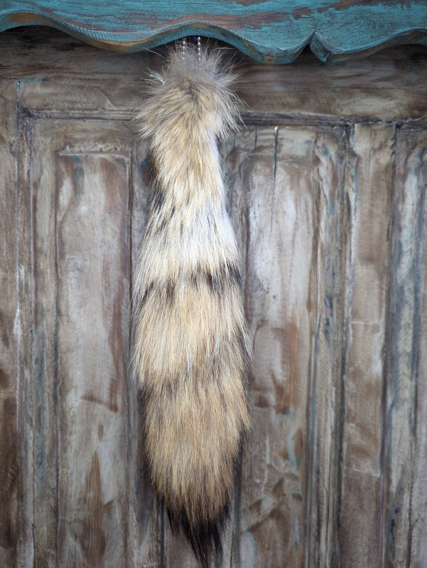 Coyote Tail