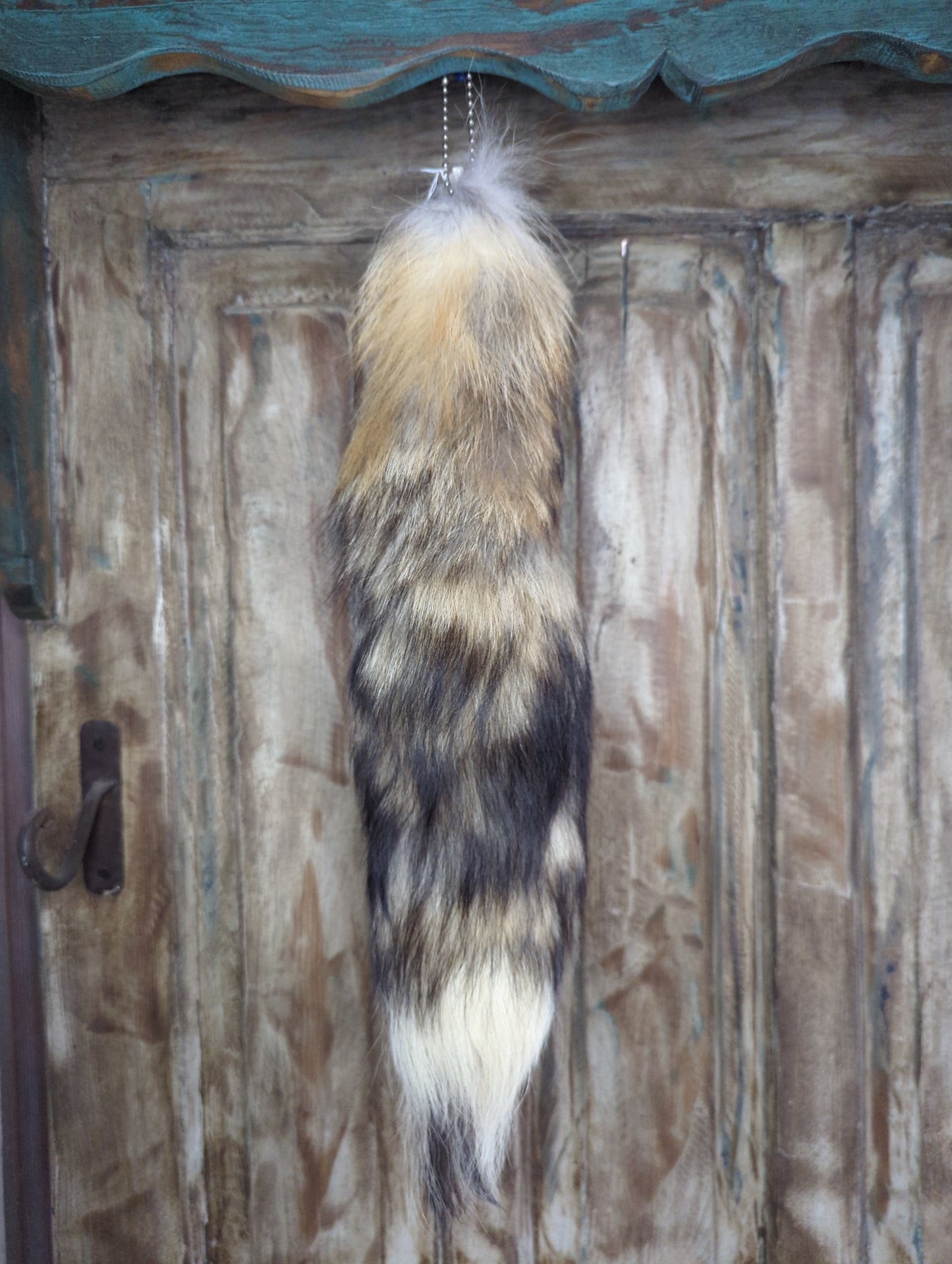 Coyote Tail